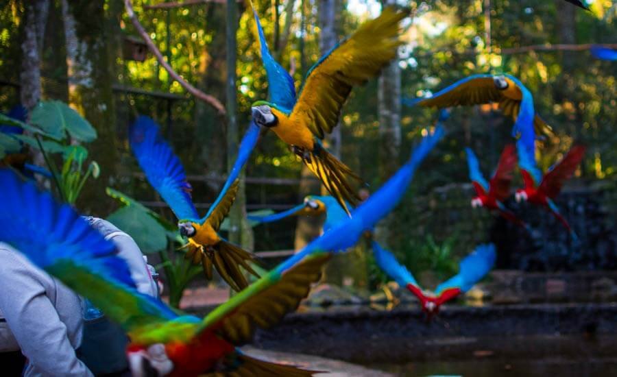 Parque de Aves