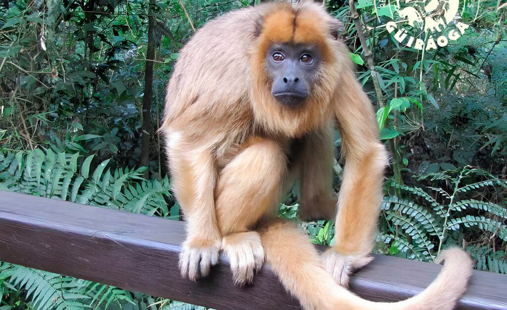 Guira Oga 3