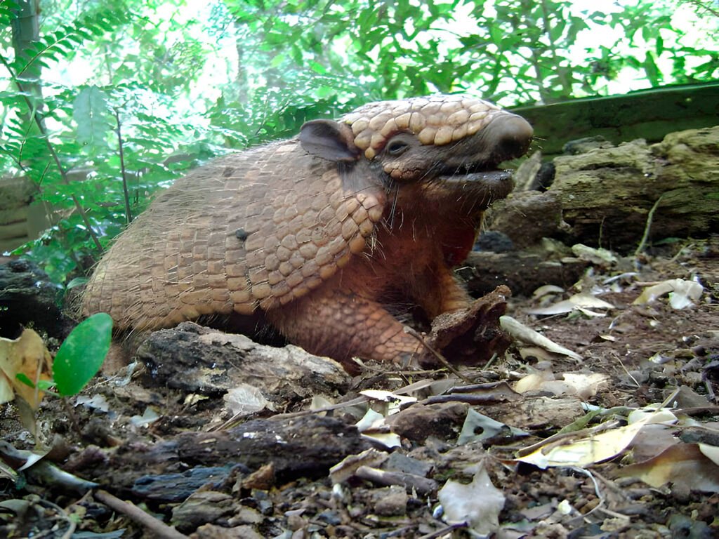 Guira Oga 5