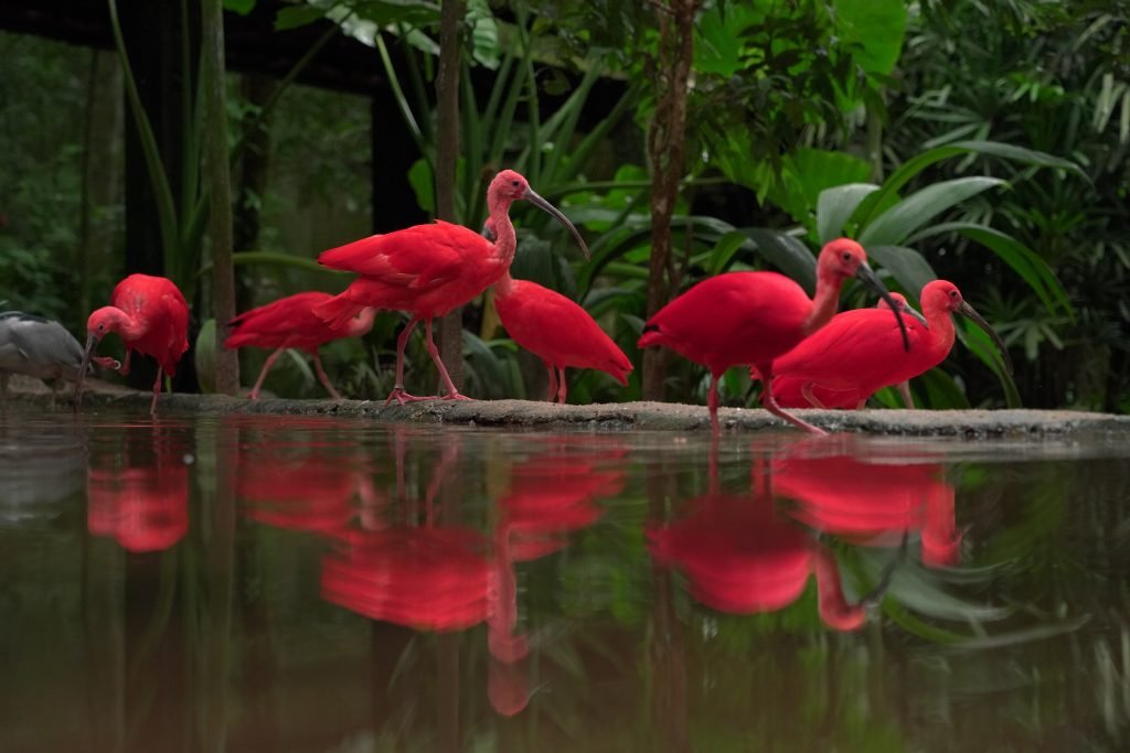 Parque de Aves 3