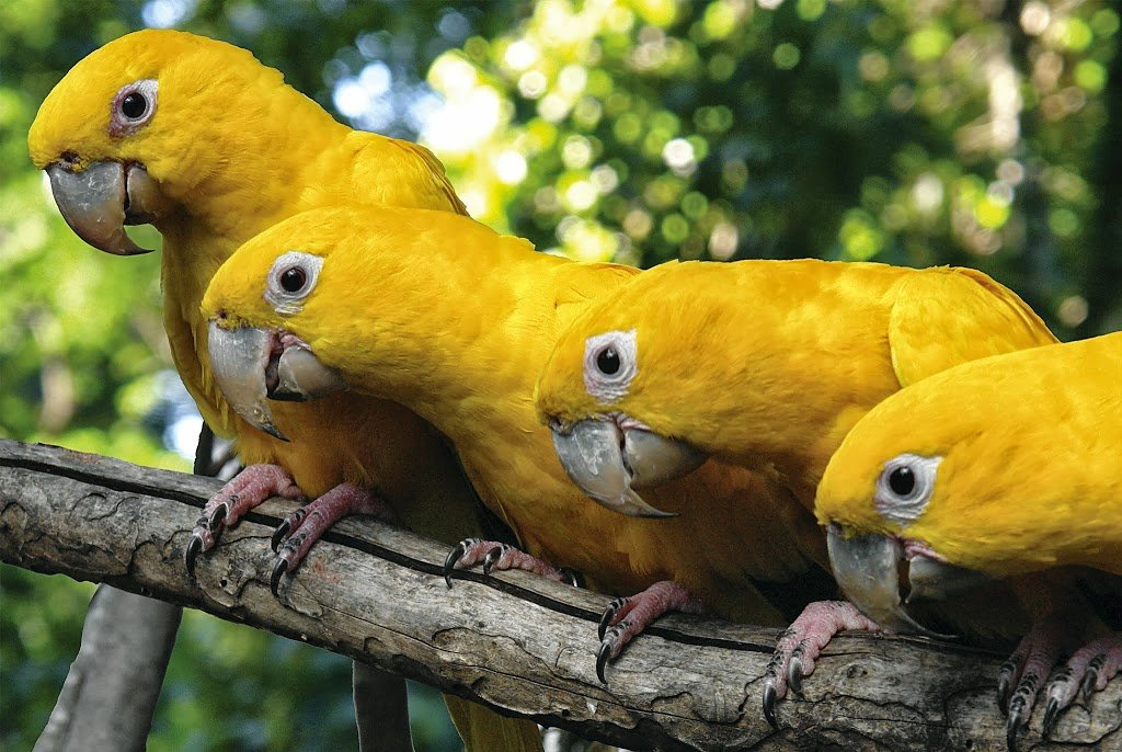 Parque de Aves 2